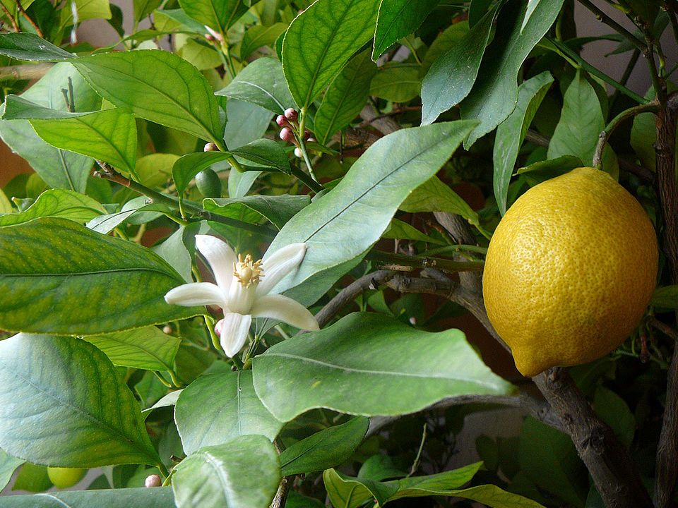 960px P1030323.jpg